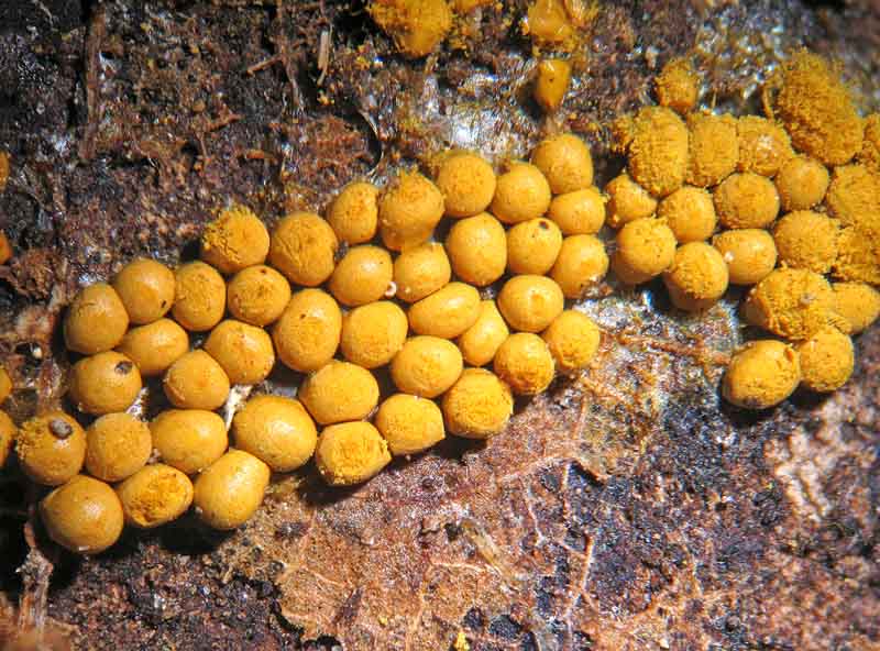 Trichia favoginea?